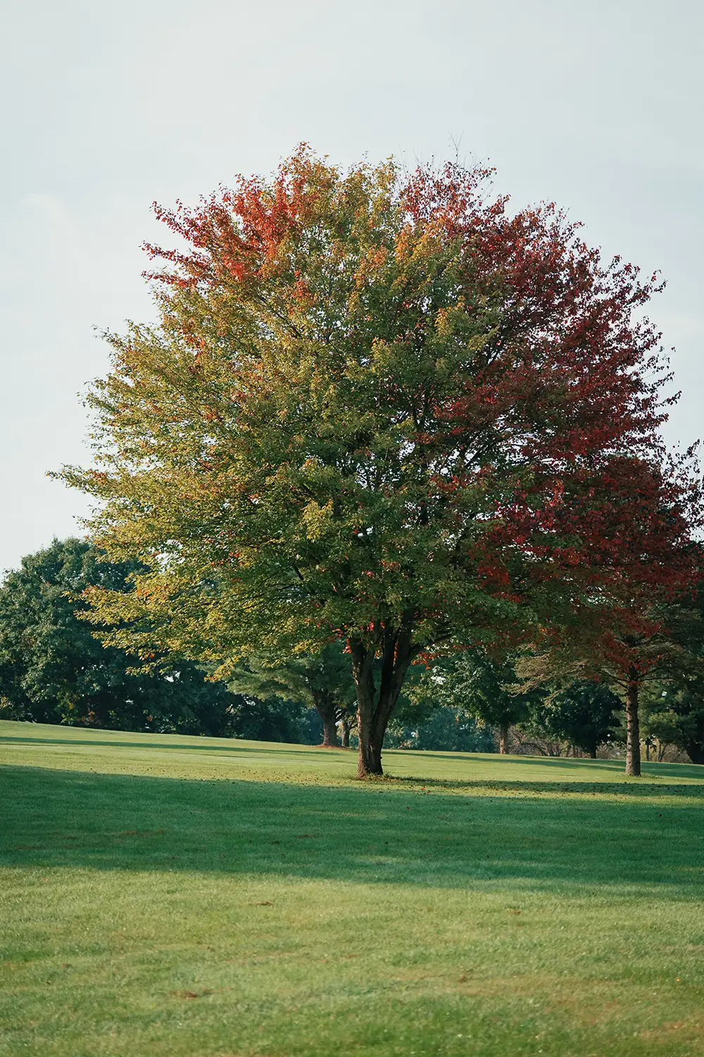 32nd Annual Lock Haven Alumni Golf Classic